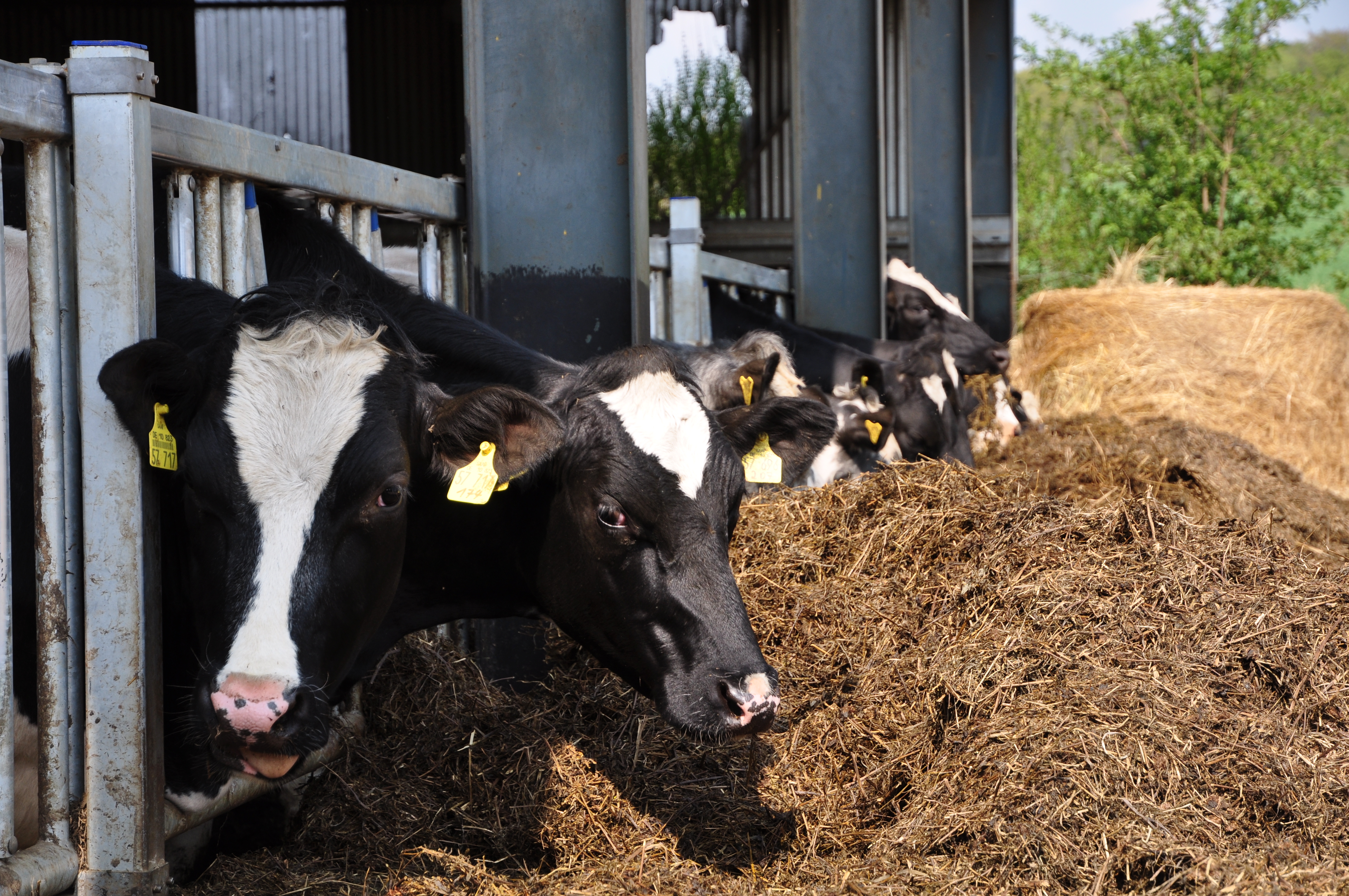 Organic Livestock and Poultry Rules Benefits Family Organic Producers and Consumers Organic Livestock and Poultry Rules Benefits Family Organic Producers and Consumers