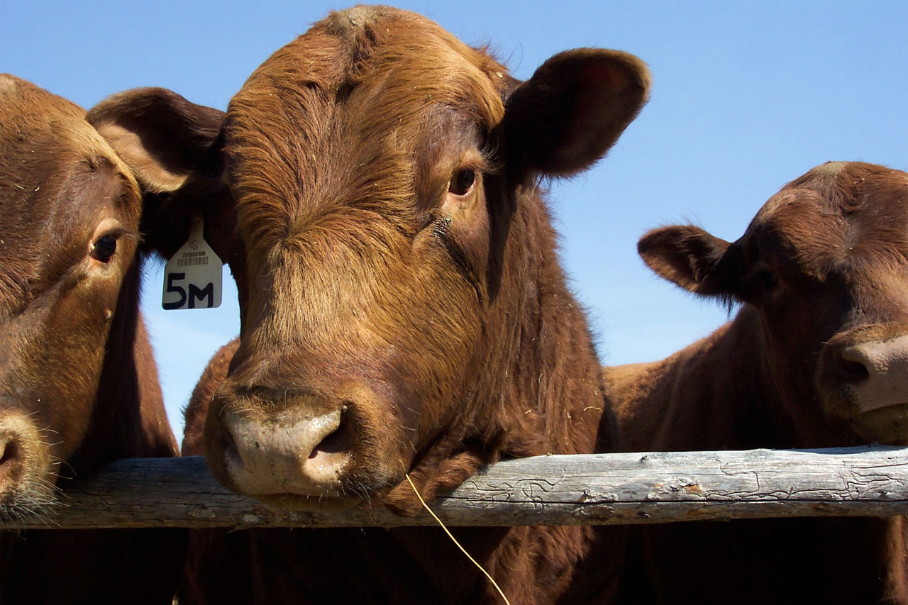 NFU Applauds Decision to Suspend Importation of Fresh Brazilian Beef
