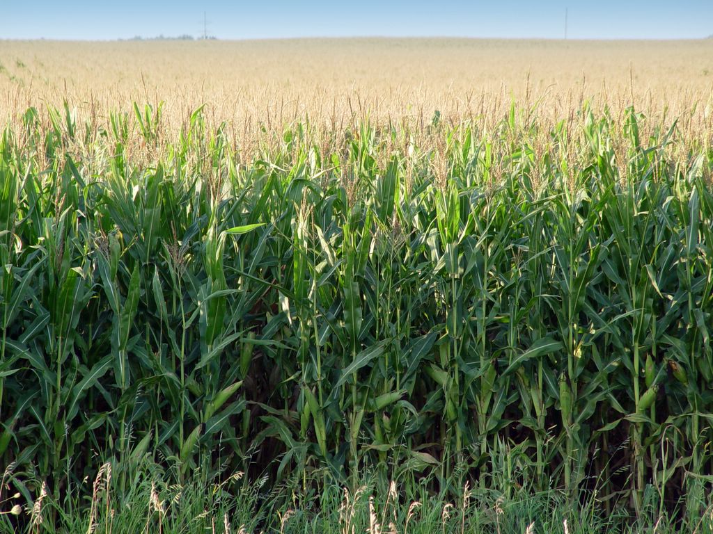 NFU to EPA: Stand With Farmers and Consumers on RFS; Law Creates American Jobs, Bolsters Rural Communities, Strengthens Energy Independence and Protects the Environment