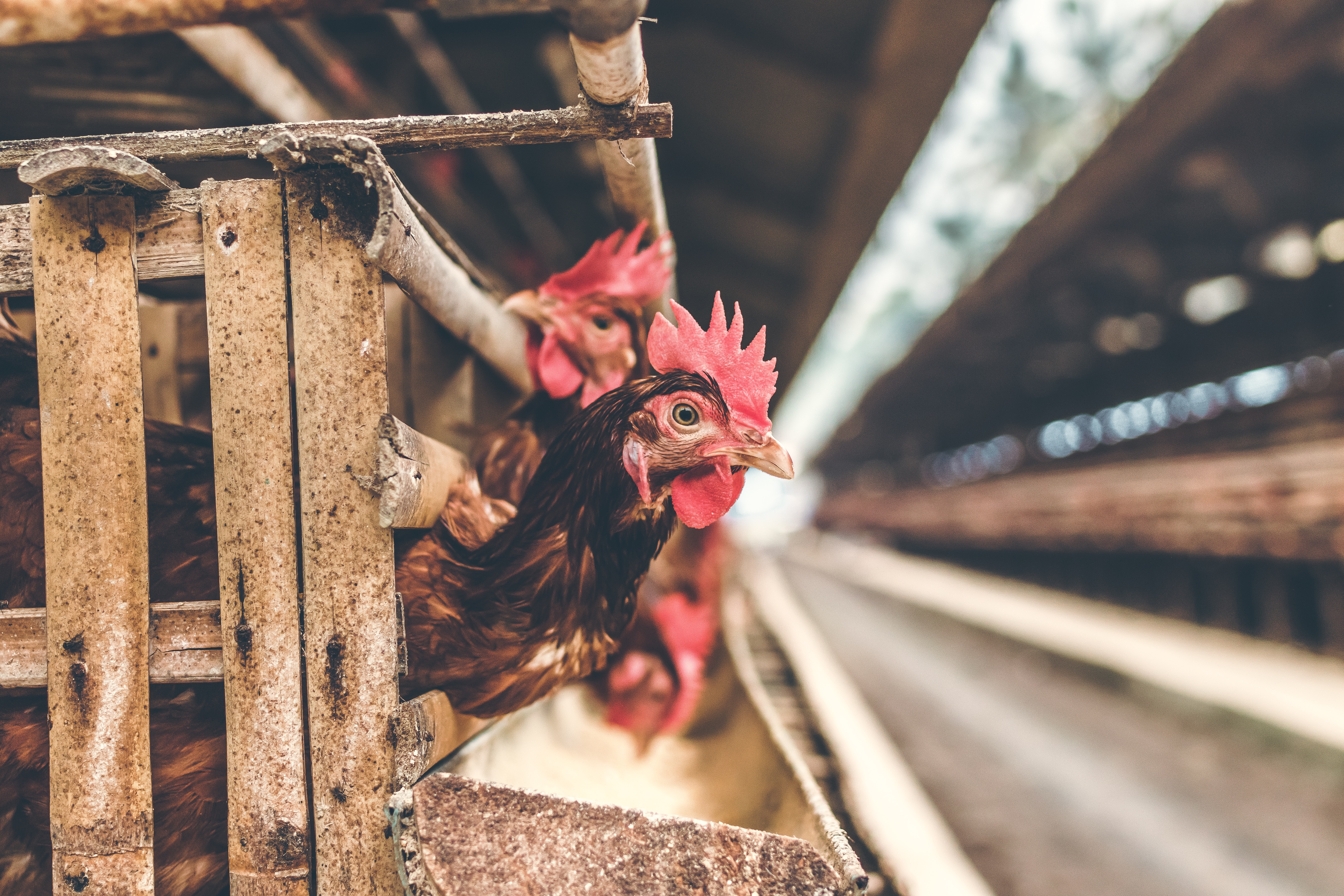Presidential Candidates Called Upon to Increase Fairness for Family Farmers Presidential Candidates Called Upon to Increase Fairness for Family Farmers