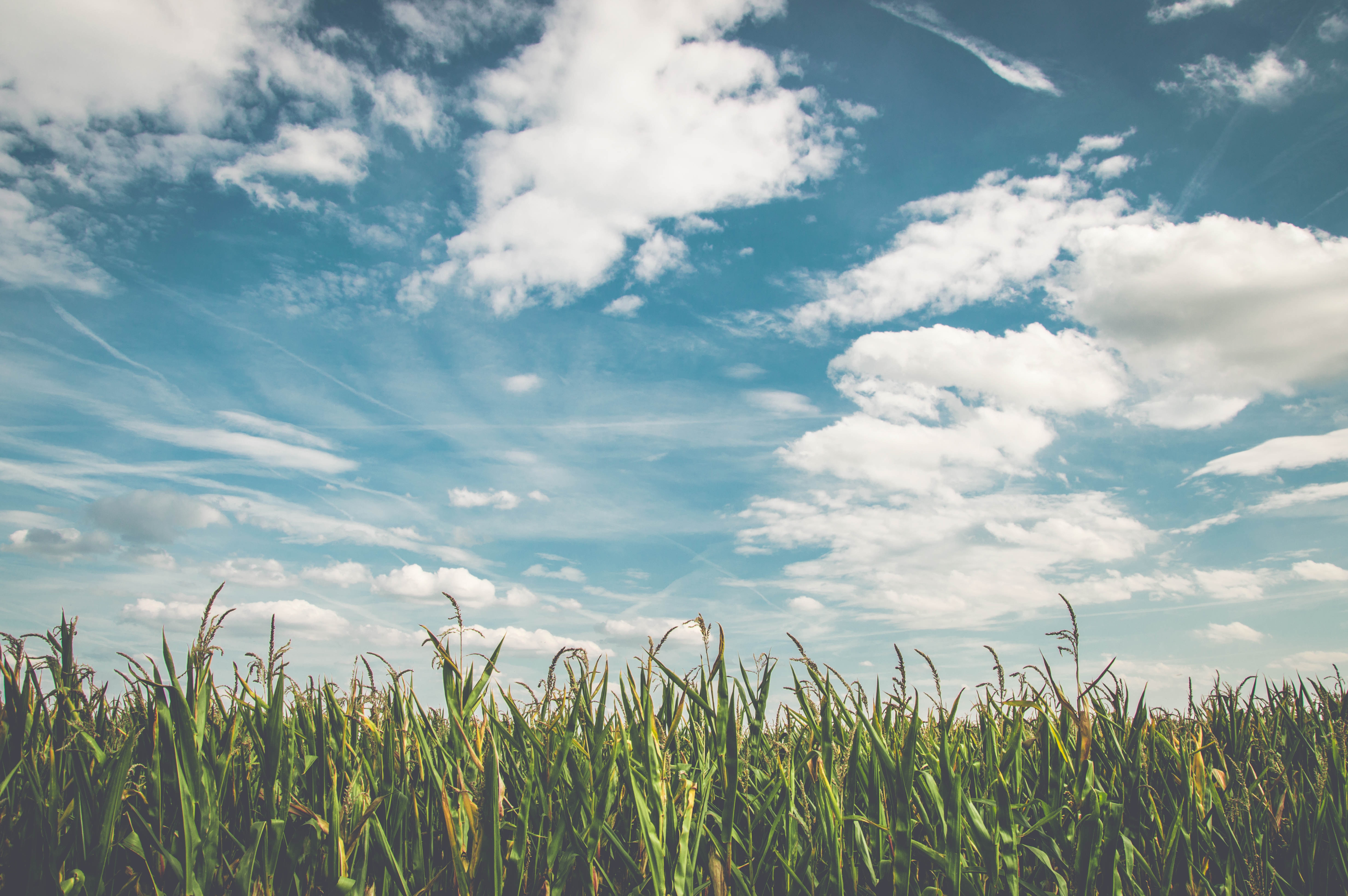 EPA’s RFS Obligations Are Another Setback for American Farmers EPA’s RFS Obligations Are Another Setback for American Farmers