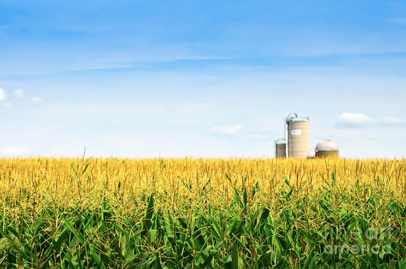 Farm Groups Caution President Against Weakening RFS