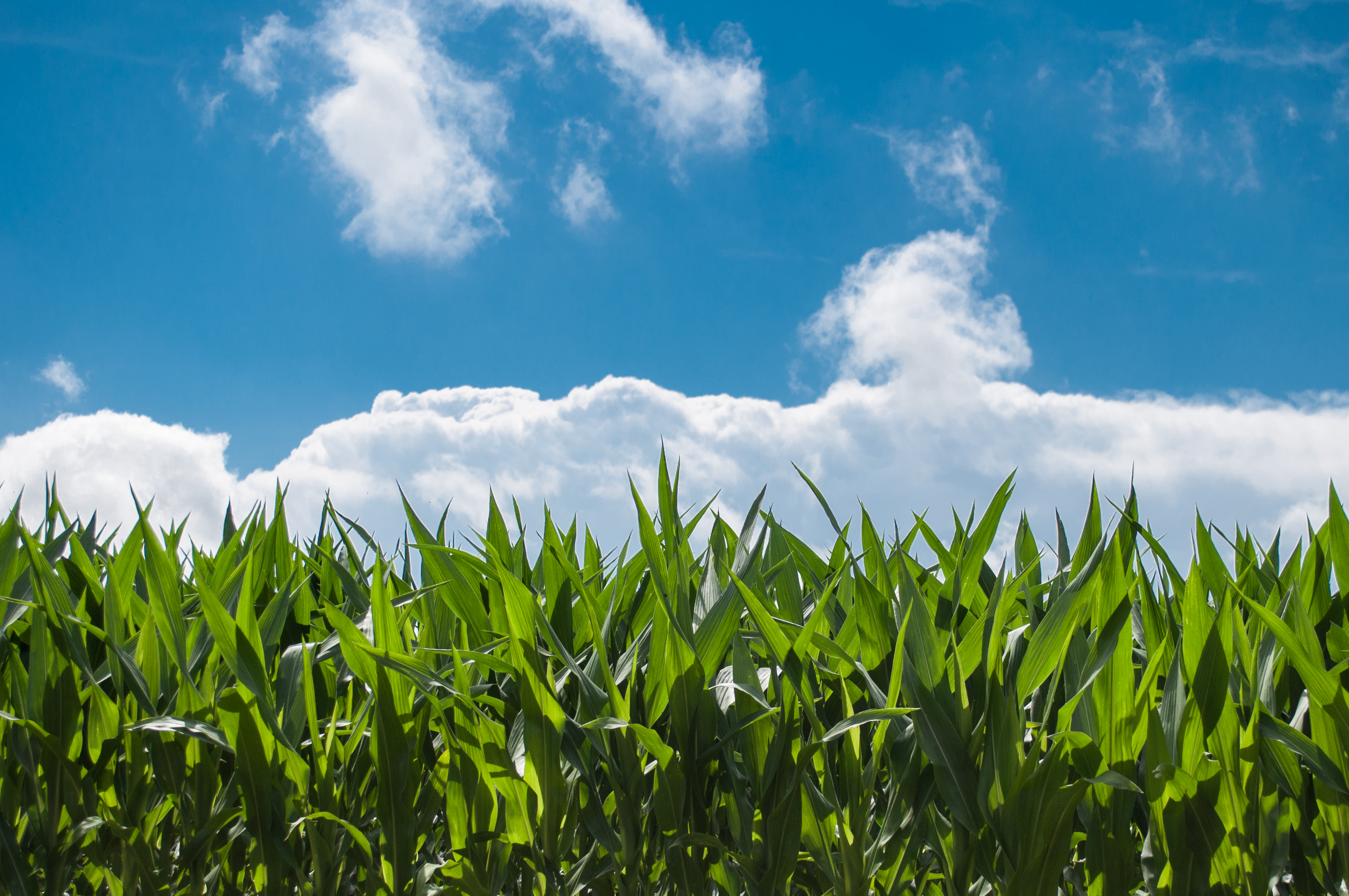RFS Volume Obligations a “Missed Opportunity,” NFU Says
