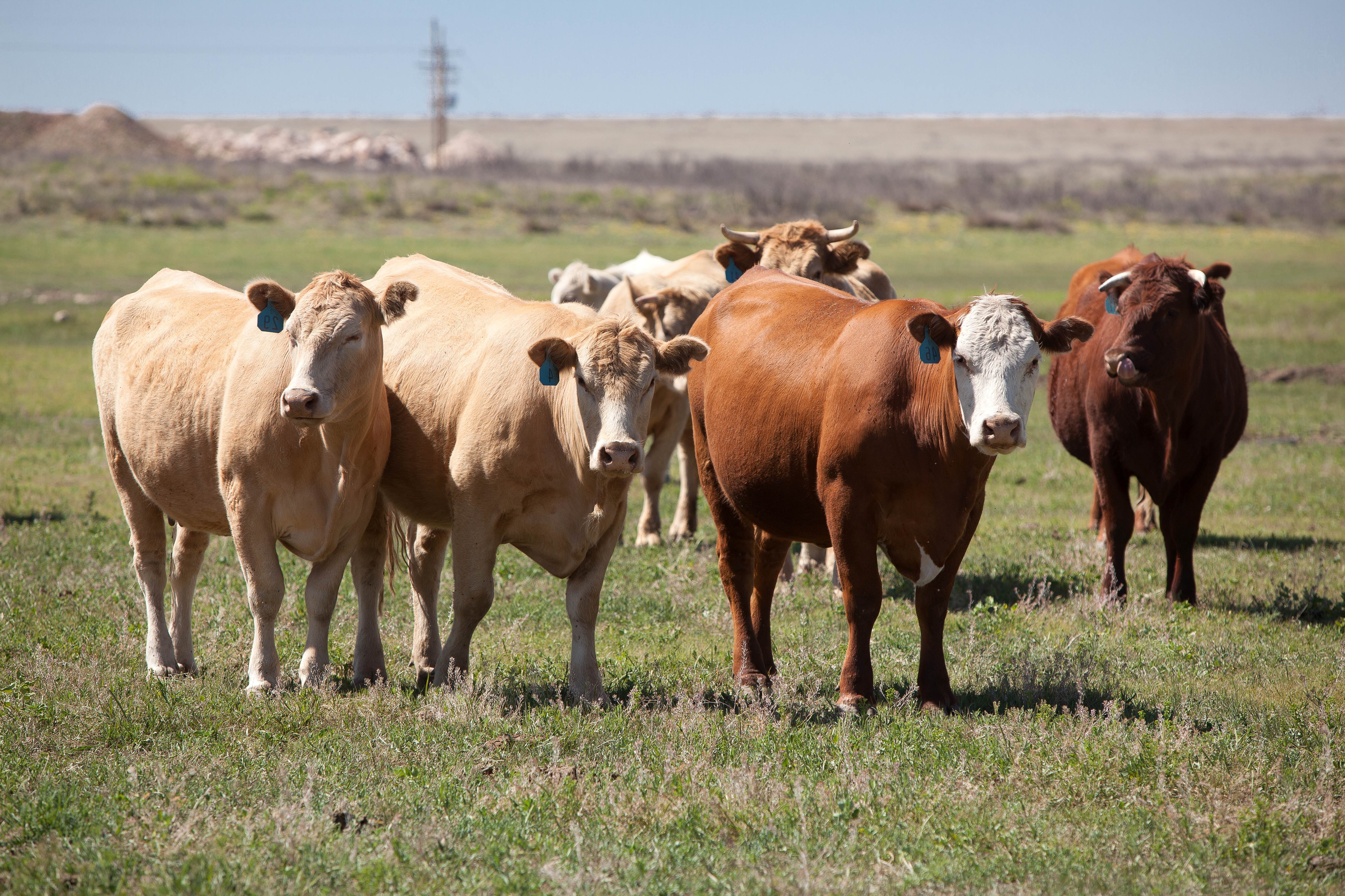 Access to Efficiency: The Painter Ranch Family & Rotational Grazing Access to Efficiency: The Painter Ranch Family & Rotational Grazing