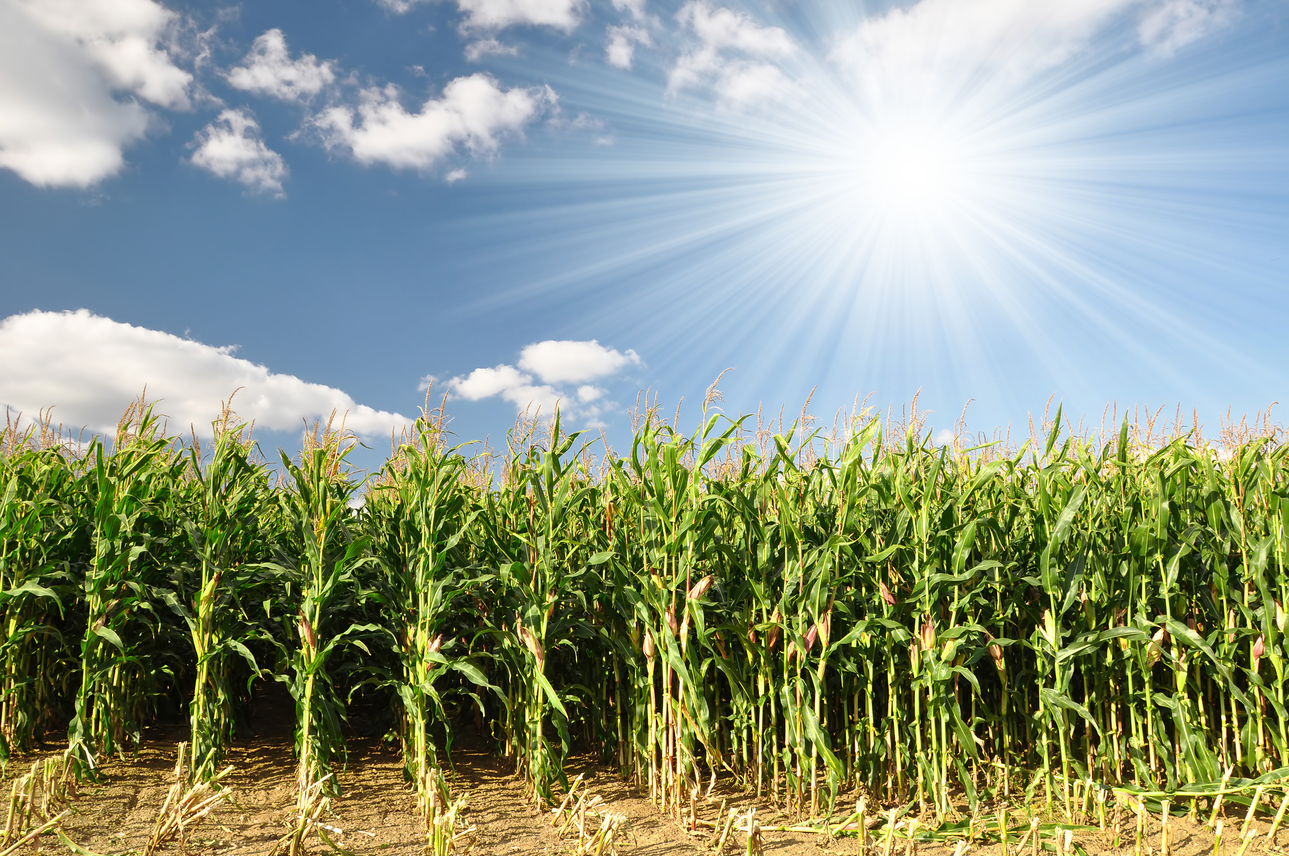 Proposed Rule Betrays Promise to Rural America, Farmers Union Says