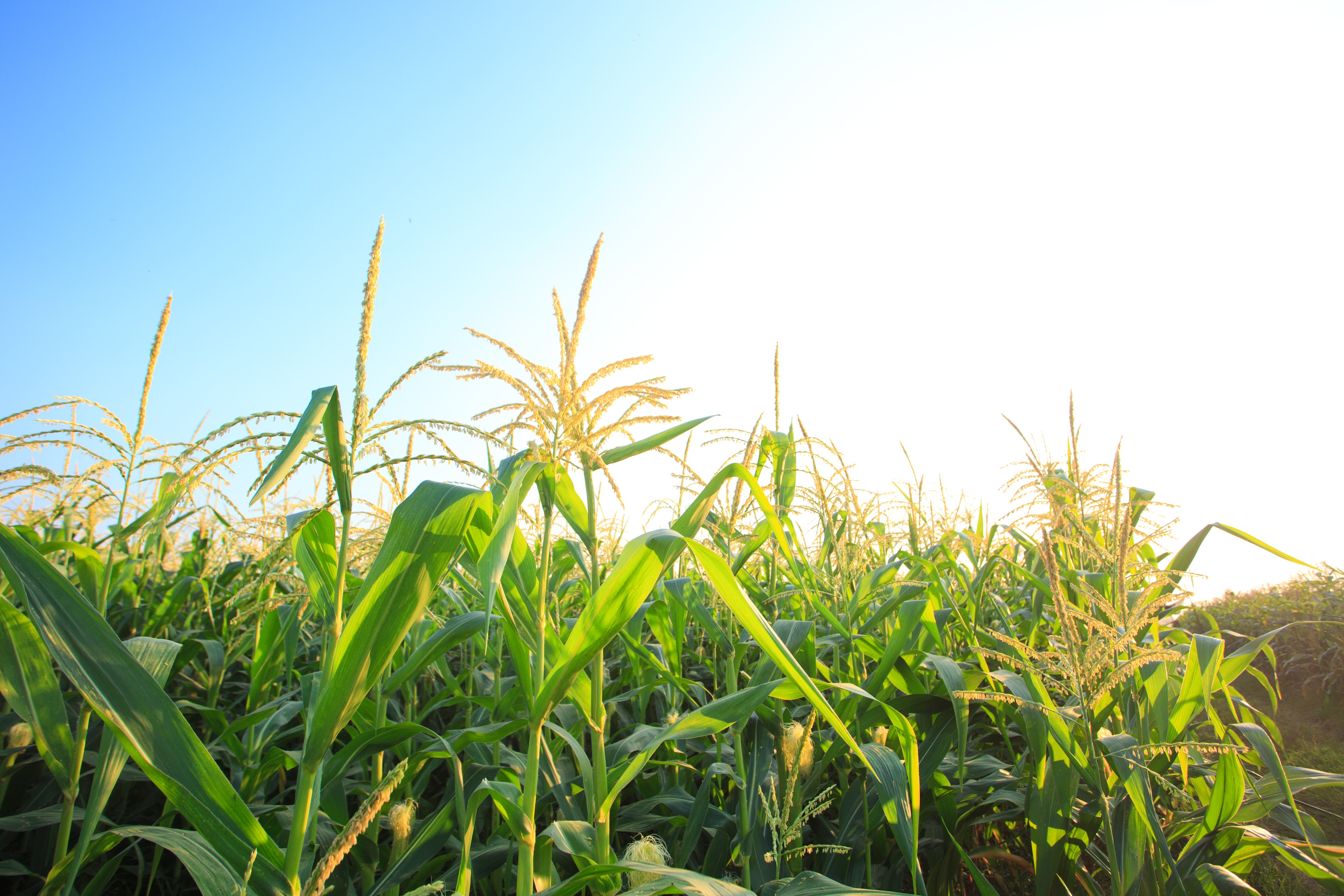 Replacing Aromatics with Biofuels Would Improve Public Health Outcomes, Decrease Fuel Costs