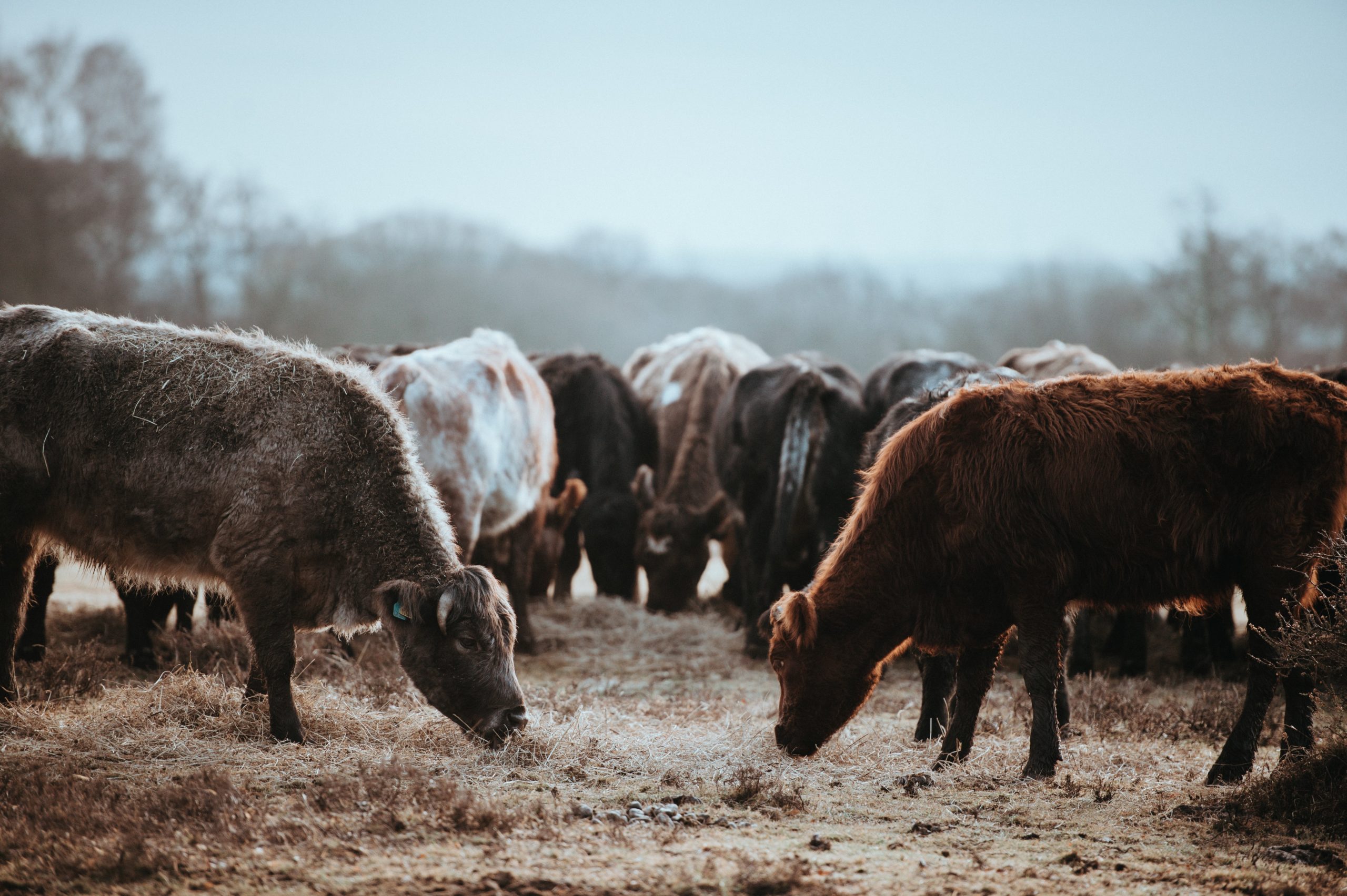 USDA Releases Details of Coronavirus Food Assistance Program