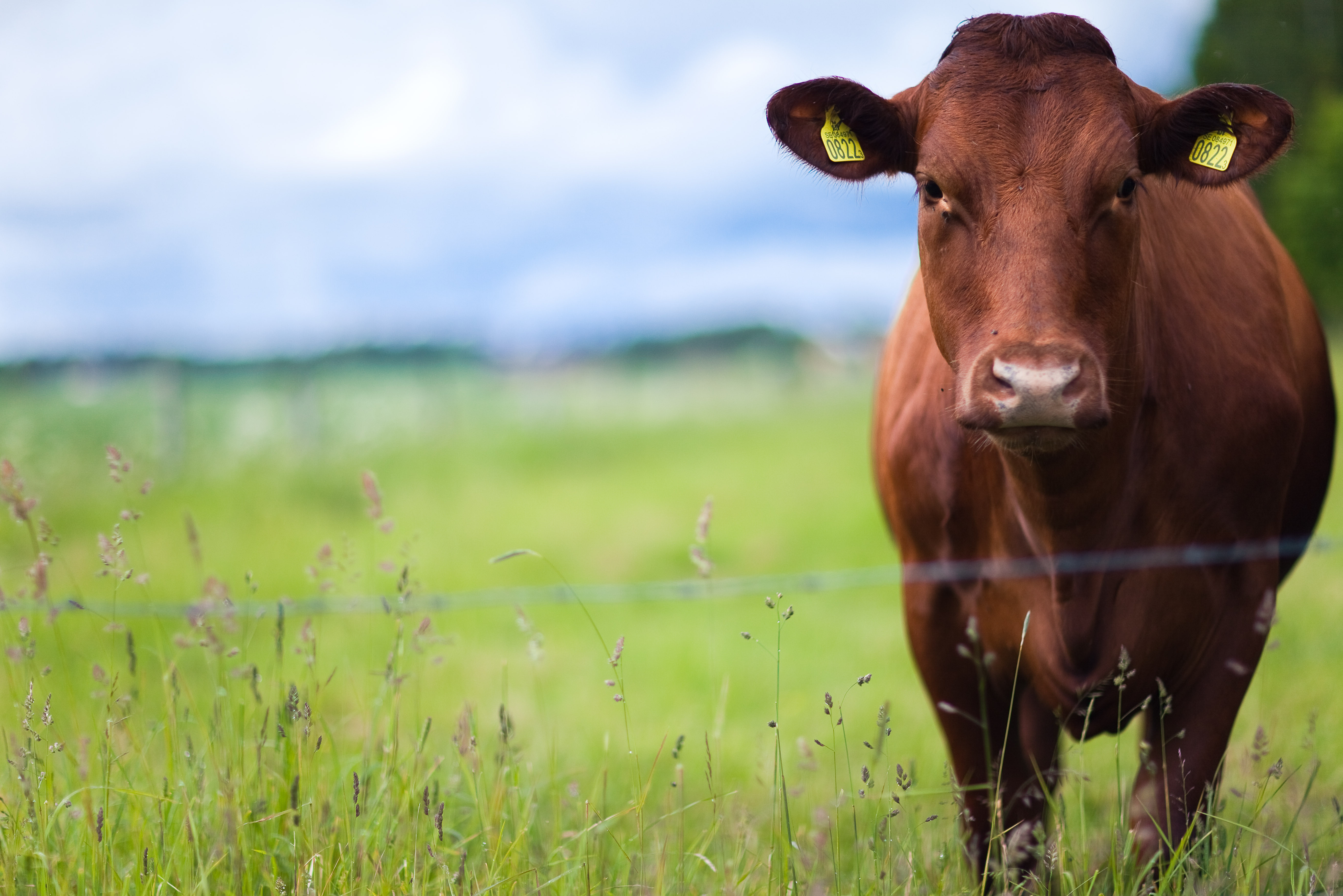 Pandemic Revealed Need for Structural Reform in the Food and Farm System, NFU Testimony States