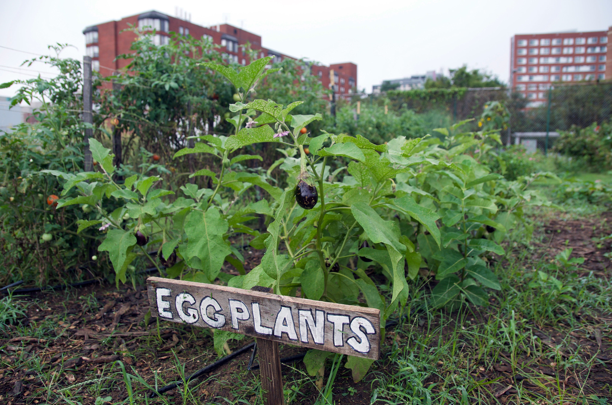 Urban Farm Education Continues to Grow