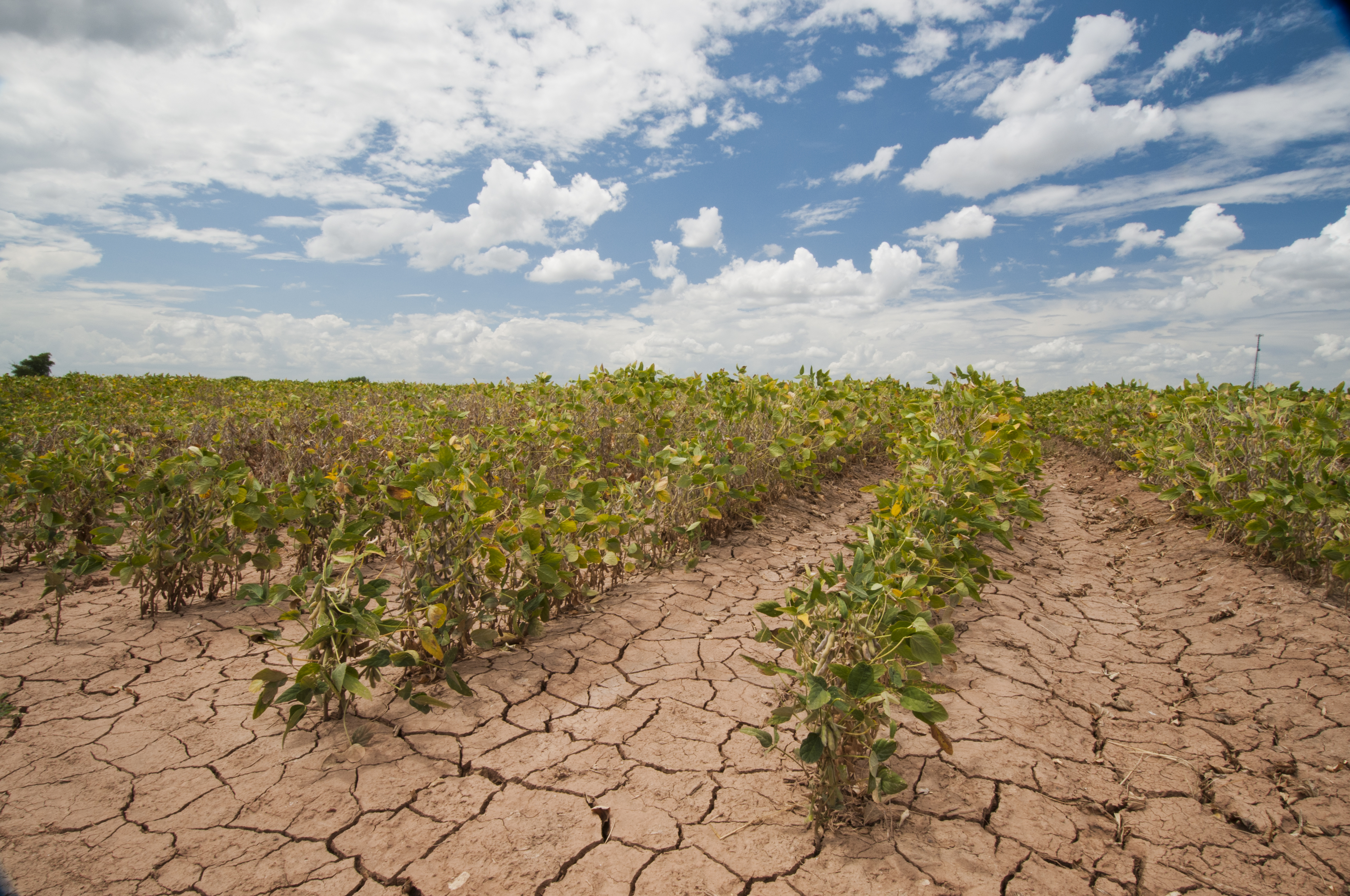 Погода засуха. Засуха в сельском хозяйстве. Сельскохозяйственные растения. Климат и сельское хозяйство. Засуха виноградники.